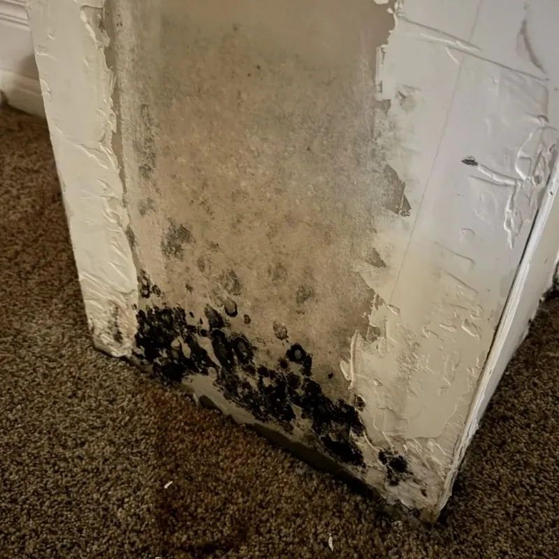 Professional Mold Removal in Hiram, OH